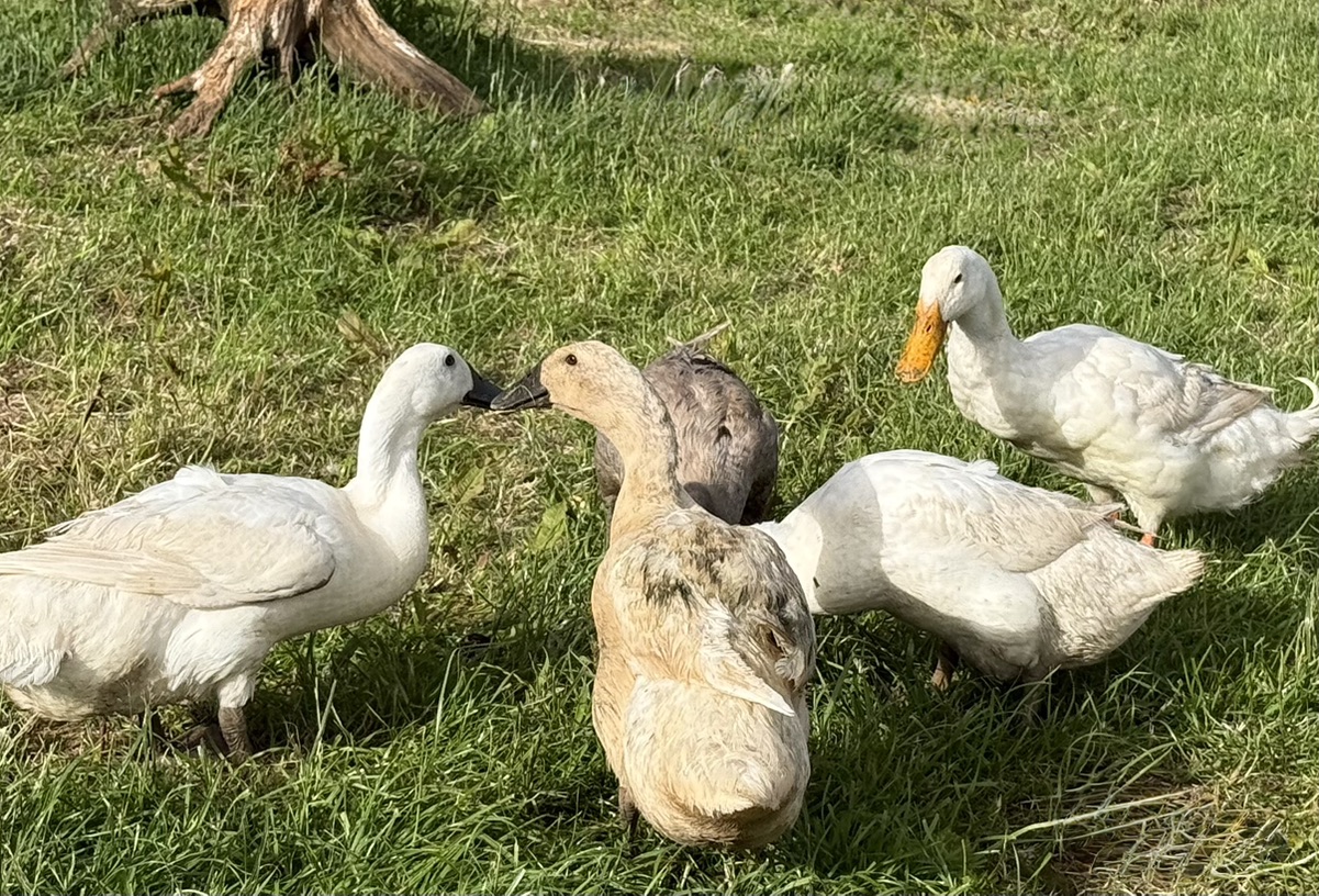 Duck Eggs