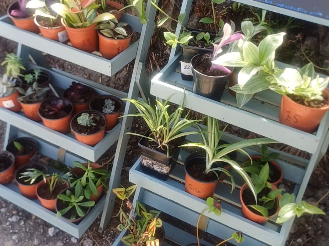 Plant's for sale indoor & outdoor