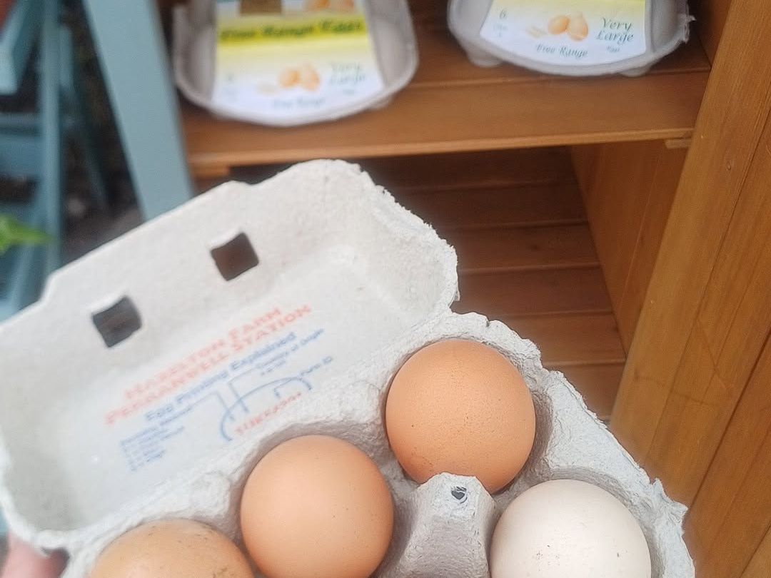 Pasture Raised Free Range Eggs
